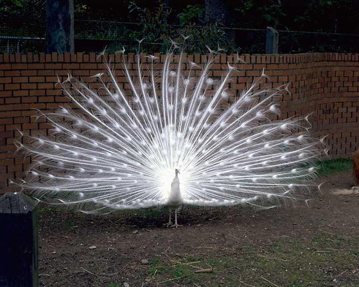 White Peacock - Beautiful Photo Collection...